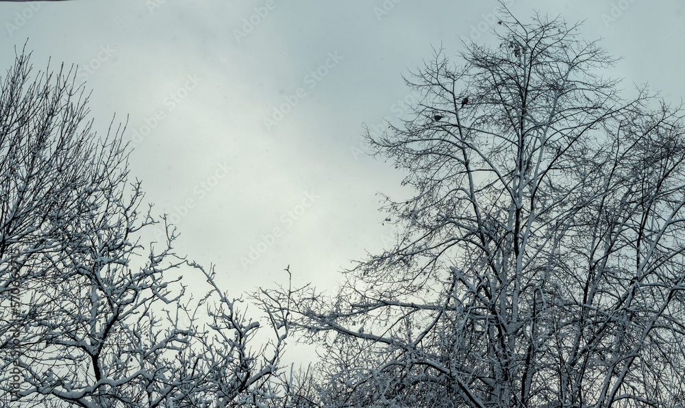 Trees with snow. Tree branches covered with snow winter time. Frozen branches concept background Trees with snow. Tree branches covered with snow winter time. Frozen branches concept background