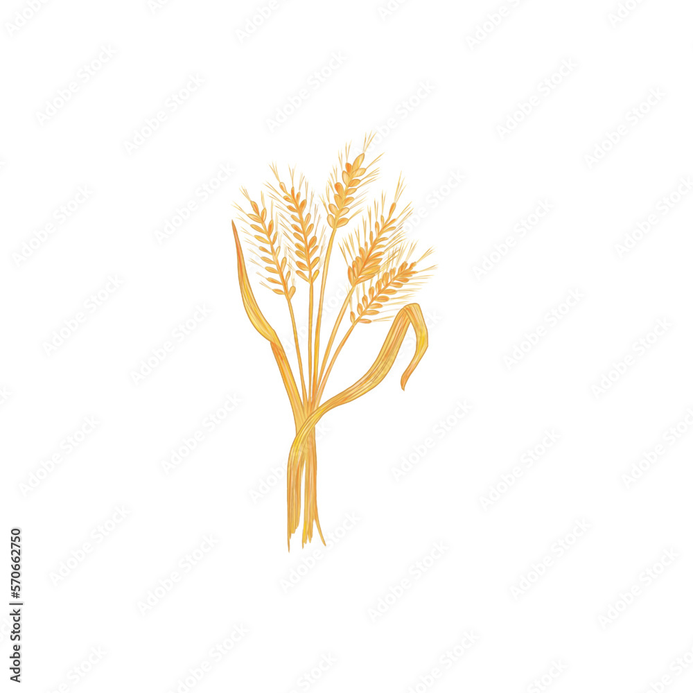 wheat ears isolated on white symbol of Ukraine wheat ears isolated on white symbol of Ukraine