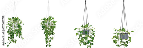 indoor decoration hanging potted plants isolated on transparent or white background, photoreal 3d render