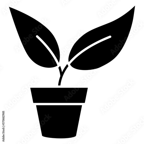 plant in a pot