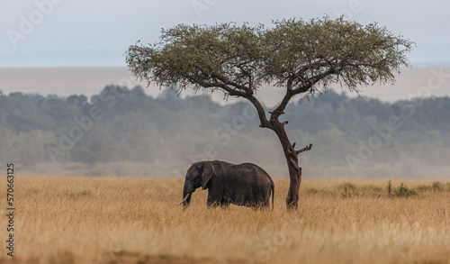 An Elephant in the Maasai Mara, Africa 