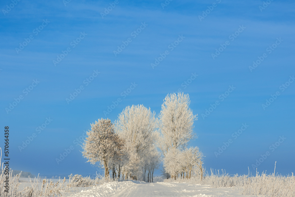 Landscape winter frosty sunny day, blue sky, trees covered with frost, Poland Europe Landscape winter frosty sunny day, blue sky, trees covered with frost, Poland Europe