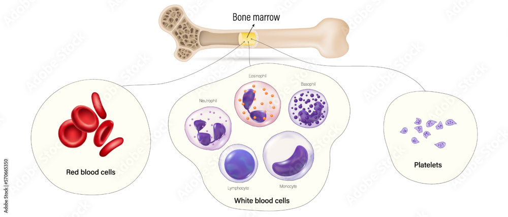 Bone Marrow The Source Of Red Blood Cells White Blood Cells And bone-marrow-the-source-of-red-blood-cells-white-blood-cells-and