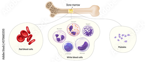 Bone marrow, the source of red blood cells, white blood cells and platelets. Blood cells develop in bone marrow.