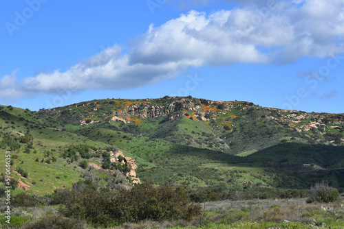 Foothills of Irvine Regional Park in Orange County with California Poppies beginning to bloom. photo