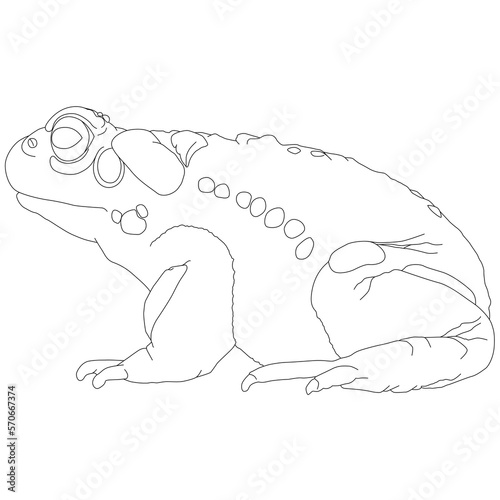 Colorado River Toad of the Colorado River, Bufo alvarius a toad from the Sonoran desert with poisonous toxin hallucinogenic glands frog warty, warts toad tailless, amphibians side view contour lines