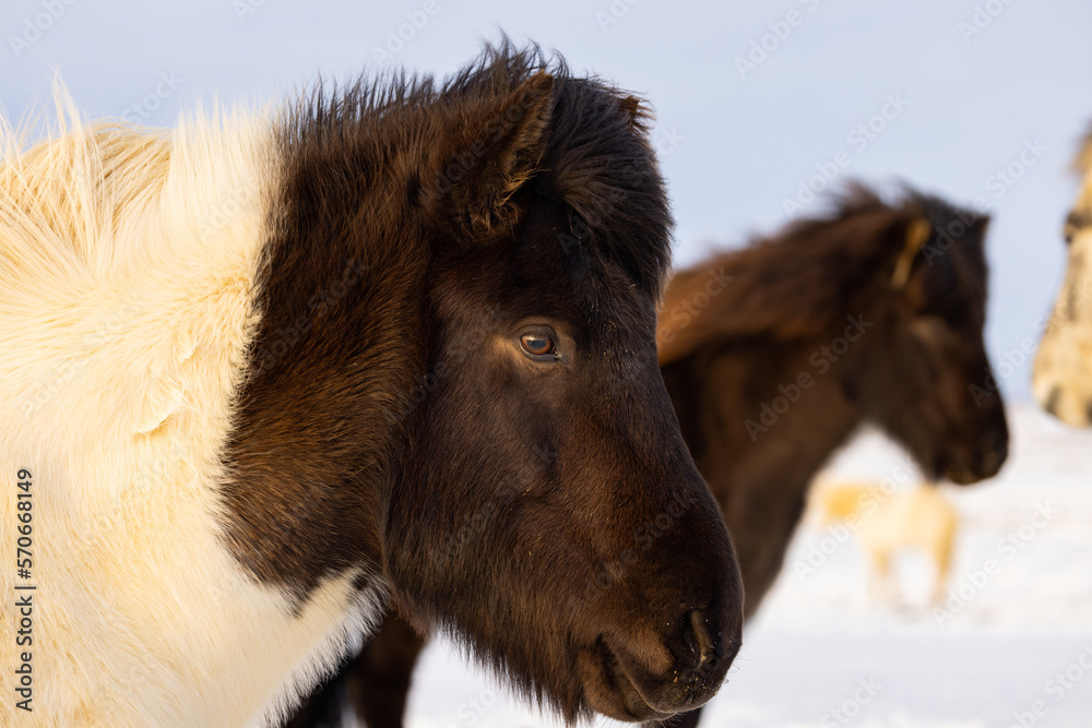 Beautiful Icelandic horses in a snowy meadow in Iceland on a beautiful sunrise.