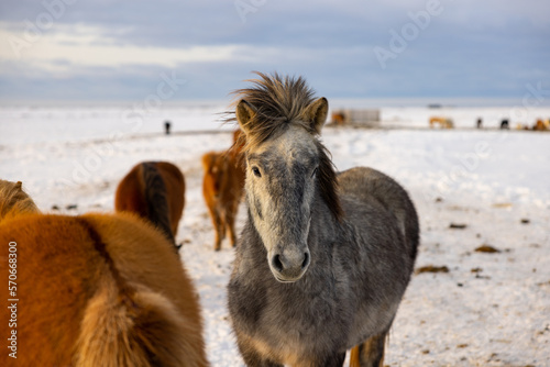 A herd of Icelandic horses struggling to forage in the snow in winter.