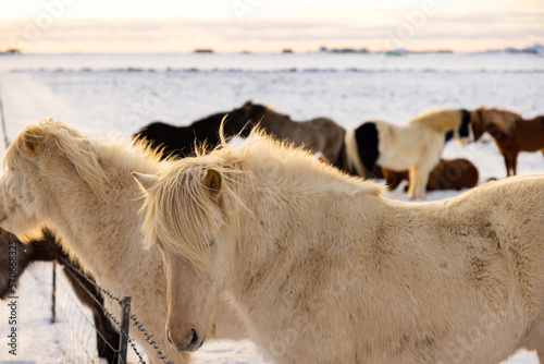 Fototapeta Naklejka Na Ścianę i Meble -  Beautiful Icelandic horses in a snowy meadow in Iceland on a beautiful sunrise.