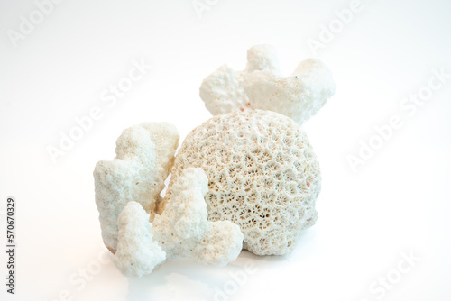 Fototapeta Naklejka Na Ścianę i Meble -  Dried coral isolated on white background. Coral are fragile and sensitive to changes in their habitat. Environmental concept.  