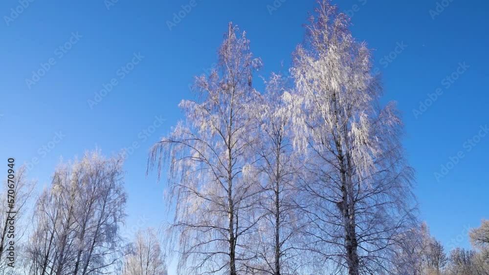 Winter Trees Against Blue Cloudless Sky In Frozen Forest. Low Angle Winter Trees Against Blue Cloudless Sky In Frozen Forest. Low Angle