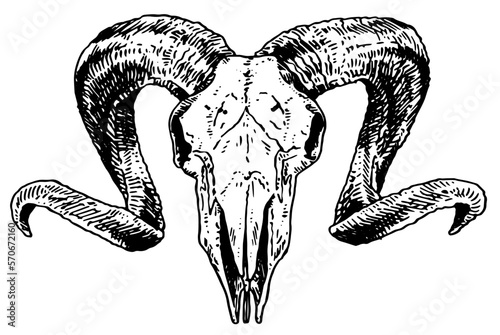 Goat skull vector illustration