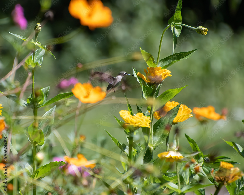 A ruby throated hummingbird feeding on zinnia flower. A ruby throated hummingbird feeding on zinnia flower.