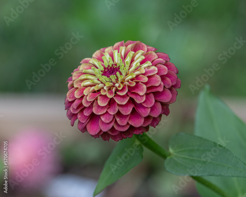 Queen red lime zinnia flower. photo
