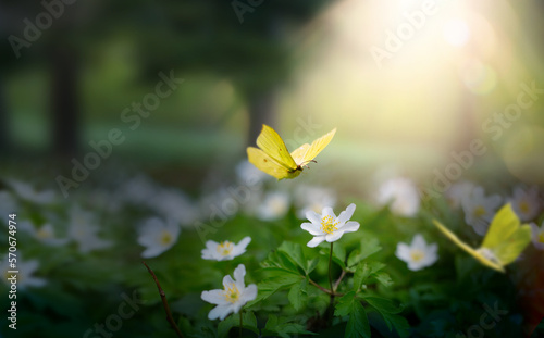 Fototapeta Naklejka Na Ścianę i Meble -  forest meadow with white spring flowers and yellow butterflies on a sunny day. Easter morning