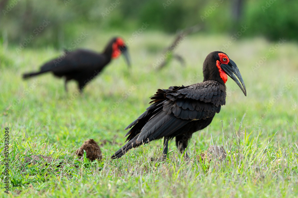Fototapeta premium Bucorve du Sud, Grand calao terrestre, Bucorvus leadbeateri, Southern Ground Hornbill
