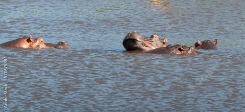 Hippopotame, Hippopotamus amphibius, Afrique du Sud