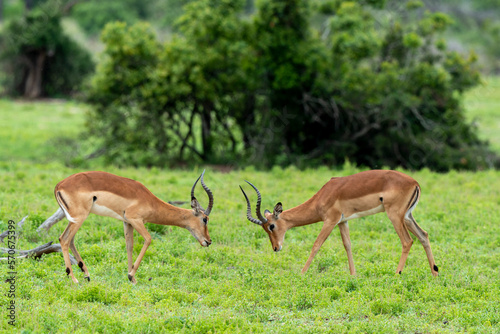 Impala, male, Aepyceros melampus