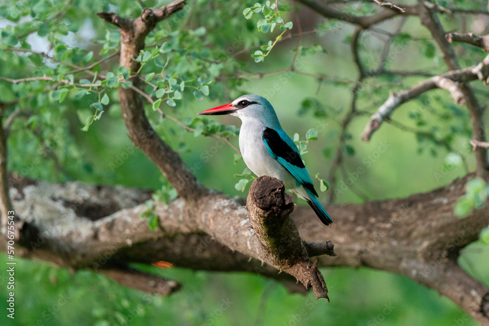 Martin chasseur à tête brune,.Halcyon albiventris, Brown hooded Kingfisher Martin chasseur à tête brune,.Halcyon albiventris, Brown hooded Kingfisher