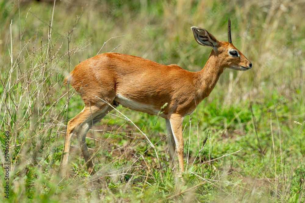 Steinbock, Raphicerus campestris, Parc national Kruger, Afrique du Sud Steinbock, Raphicerus campestris, Parc national Kruger, Afrique du Sud