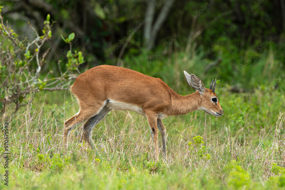 Steinbock, Raphicerus campestris, Parc national Kruger, Afrique du Sud Steinbock, Raphicerus campestris, Parc national Kruger, Afrique du Sud