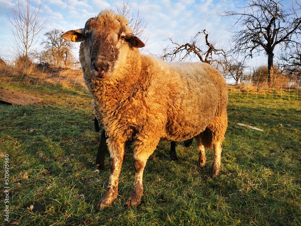 Obraz premium Sheep in a meadow in the warm evening light. That looks straight at the viewer