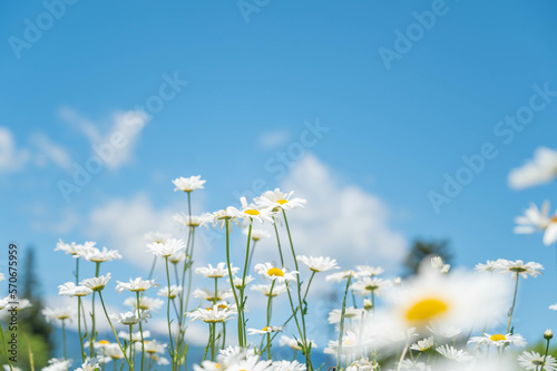 春の日のかわいいマーガレット