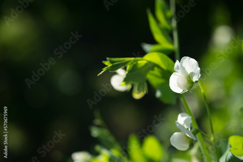 えんどう豆の白い花