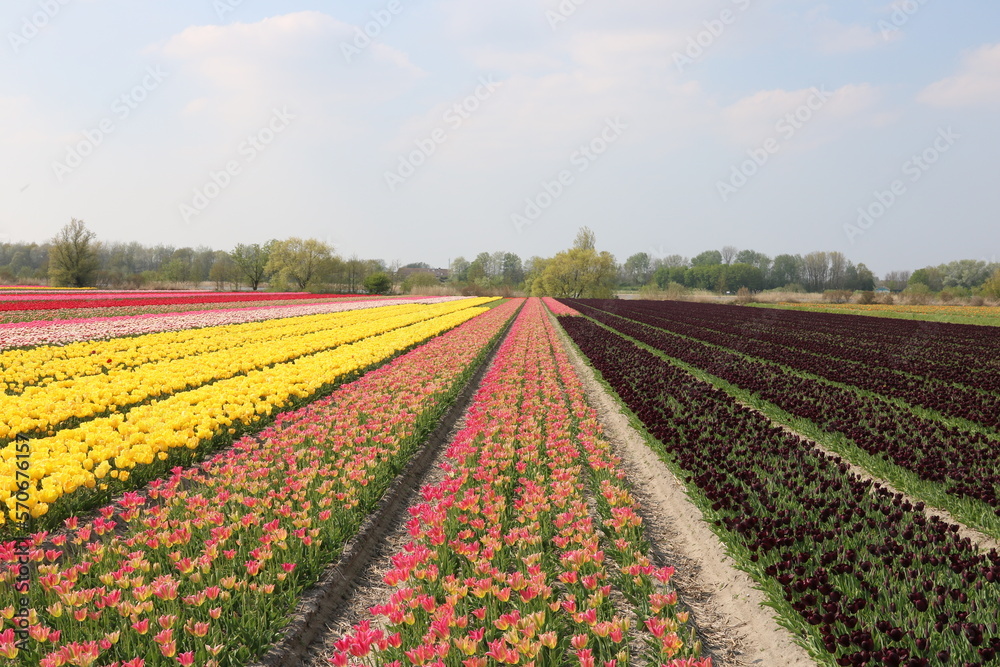 Tulpenfeld mit vielen Farben von Tulpen in Holland