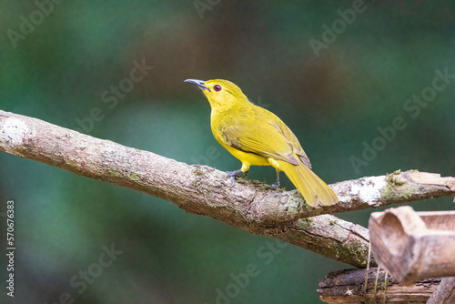 Yellow-browed bulbul (Acritillas indica) at Thattekkad Bird Sanctuary, Kerala, India