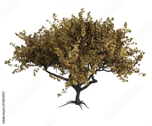 Albero con e senza foglie arancioni, verdi, gialle, rosse fondo trasparente e isolato