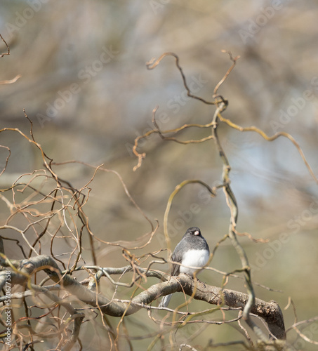 Dark-eyed Junco