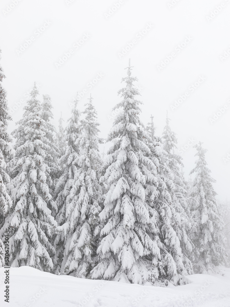 Fototapeta premium Winter scenery with fir trees covered with snow in the fog