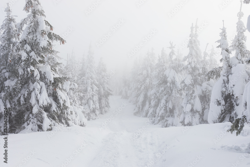 Fototapeta premium Misty and moody Winter scenery with mountain trail