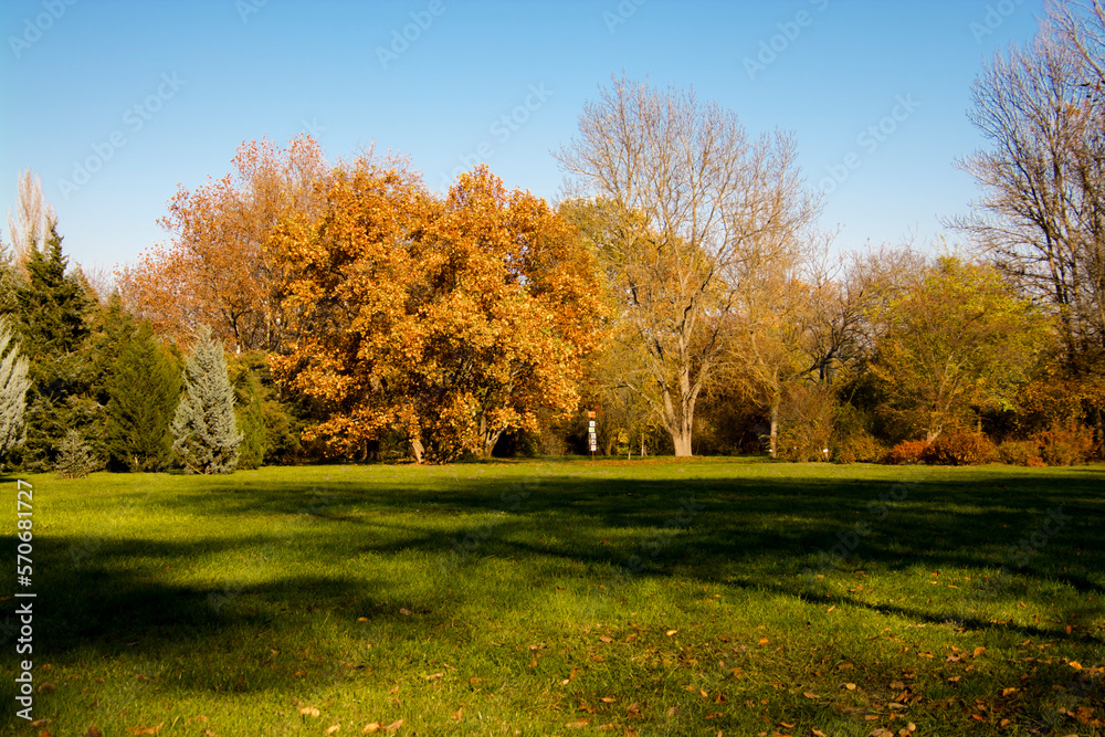 Field and trees on a sunny Autumn day