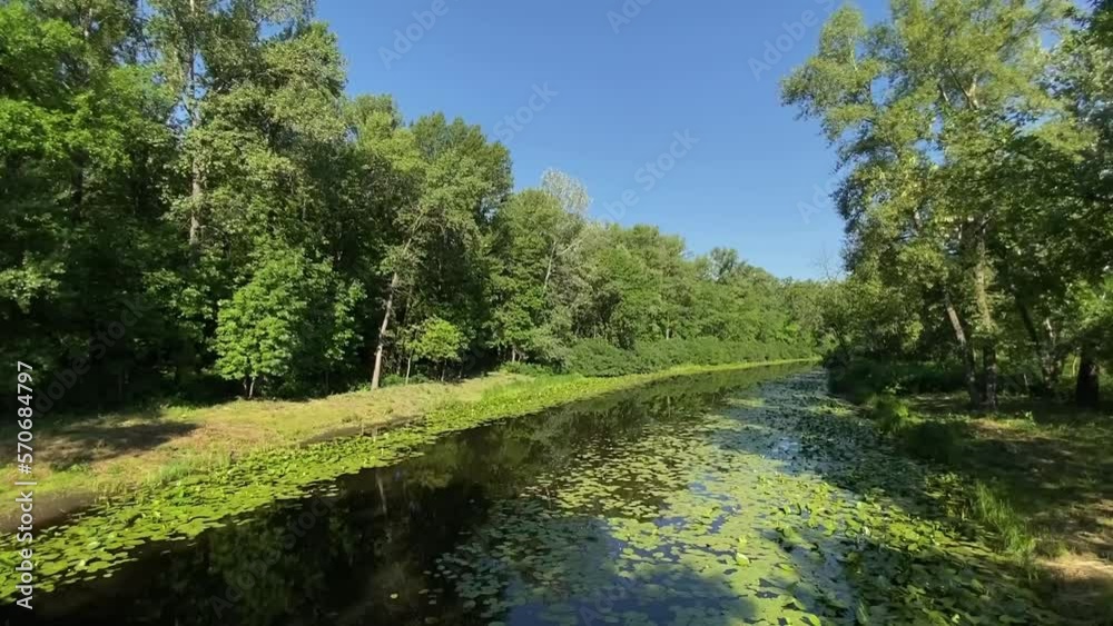 river covered with water lilies in a green forest in summer, wide angle video. The green shores of the river are covered with grass, water lily leaves lie on the surface of the water. river covered with water lilies in a green forest in summer, wide angle video. The green shores of the river are covered with grass, water lily leaves lie on the surface of the water.