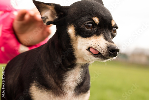 chihuahua dog portrait,pets, international dog day