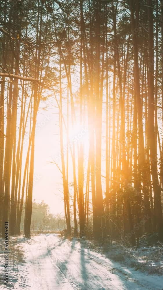 Vertical shot 4K Beautiful Blue Shadows From Pines Trees In Motion On ...