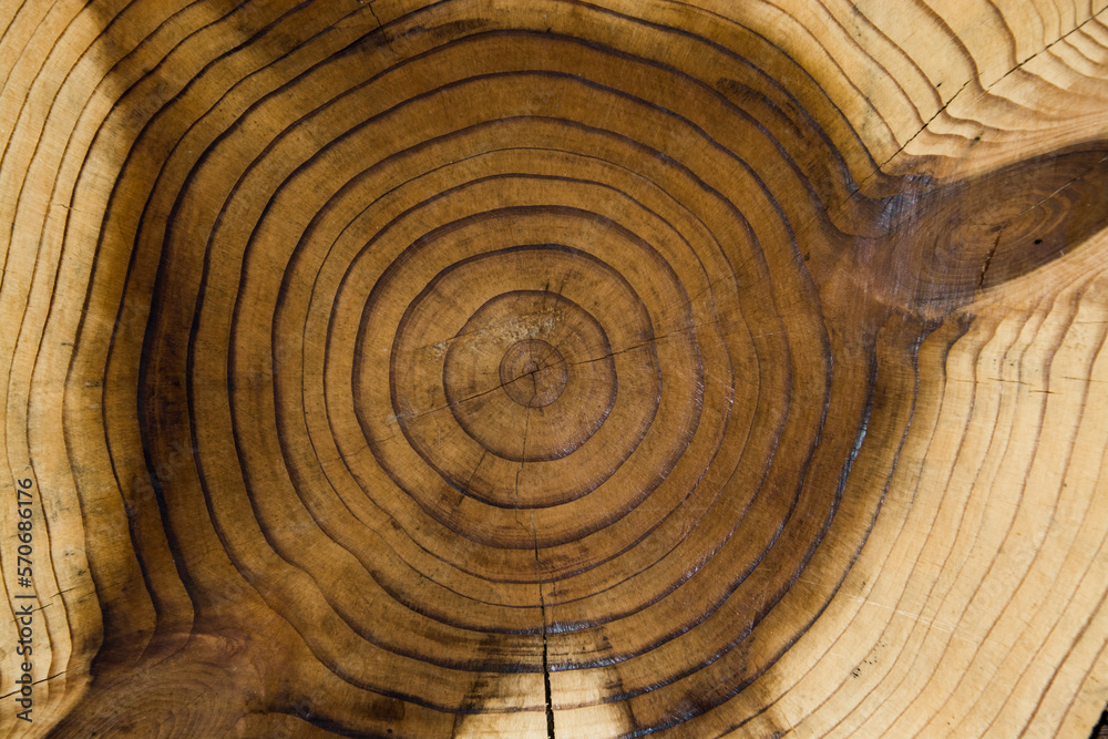 Fototapeta premium Wood cut with annual rings as a background