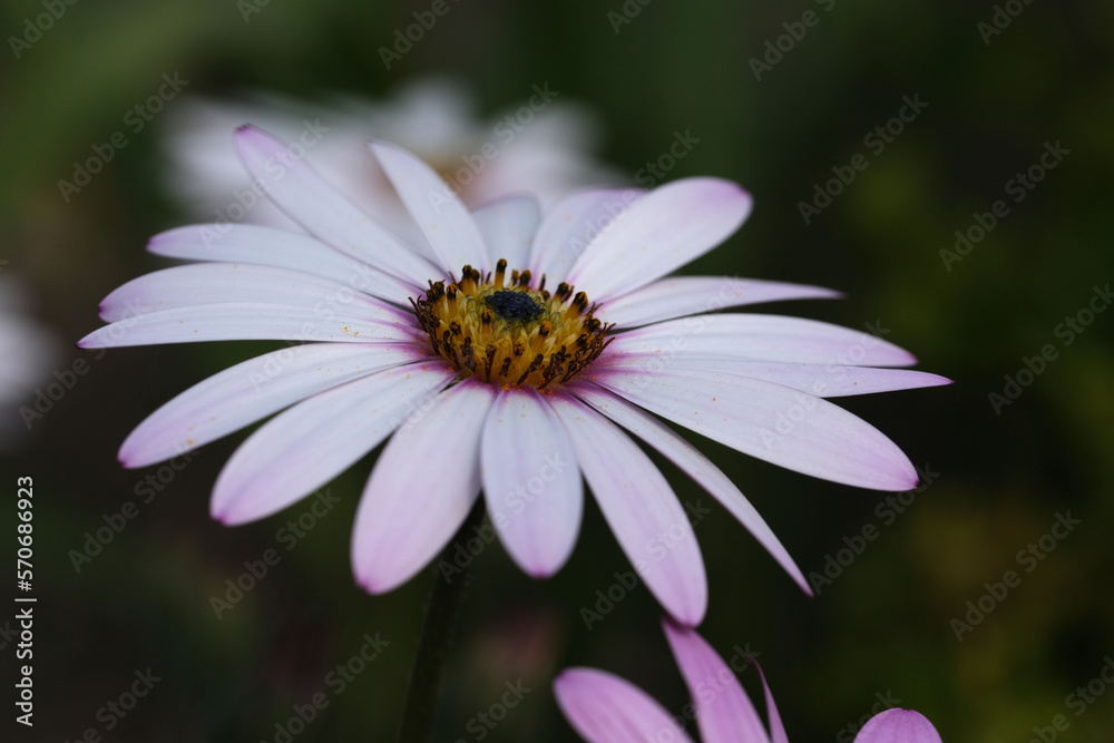 White Spring flower background. Weather Prophet flowers White Spring flower background. Weather Prophet flowers