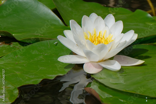 White Water Lily flower