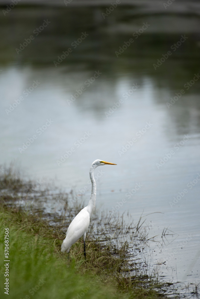 Obraz premium Great Egret