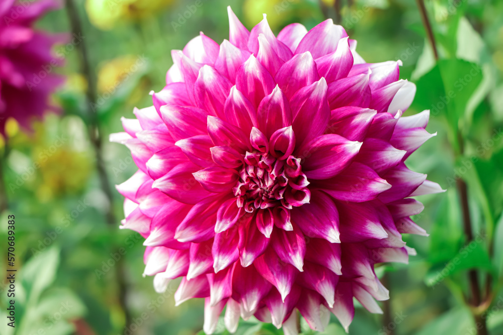White and purple dahlia flower closeup background White and purple dahlia flower closeup background