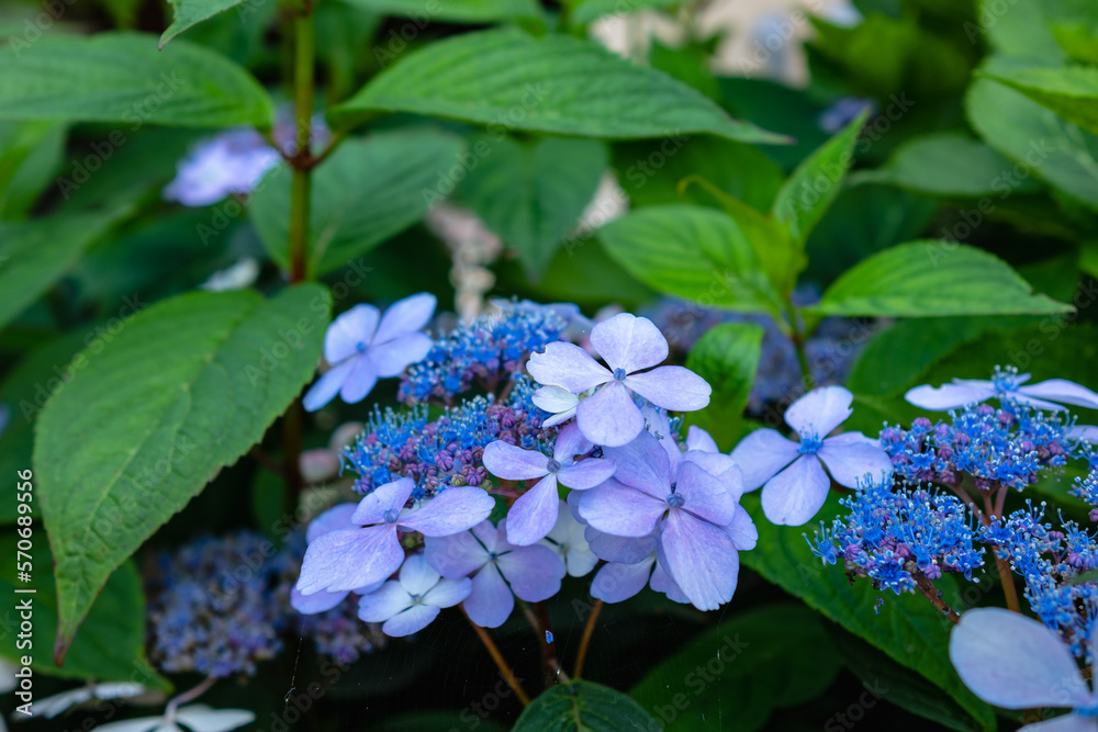 purple flowers in the park in Amsterdam Netherlands purple flowers in the park in Amsterdam Netherlands