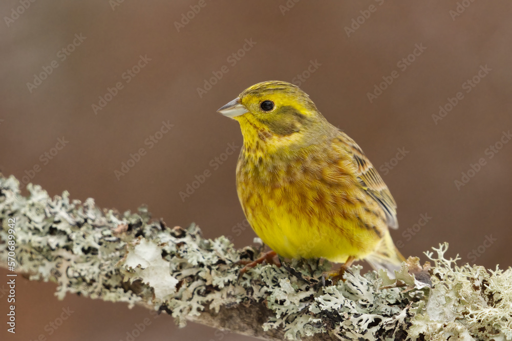 Yellowhammer (Emberiza citrinella) sitting on a mossy branch in winter.