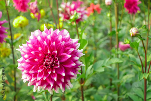 dahlias flower of white and purple color