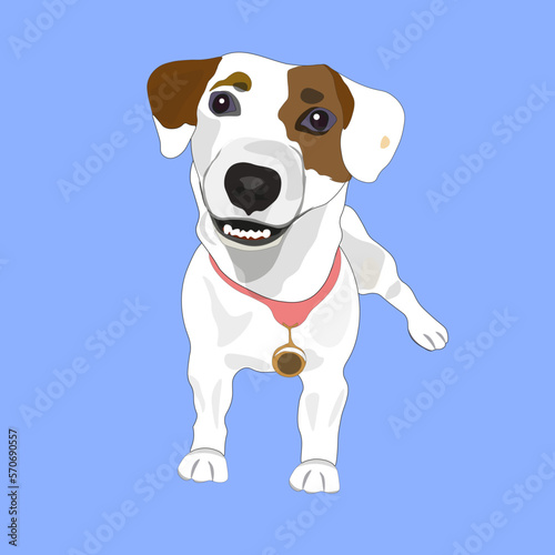 jack russell terrier dog