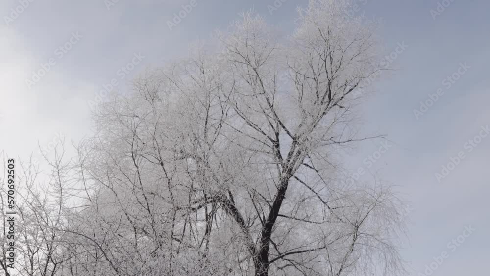 Tree branches in hoarfrost against Tree branches in hoarfrost against