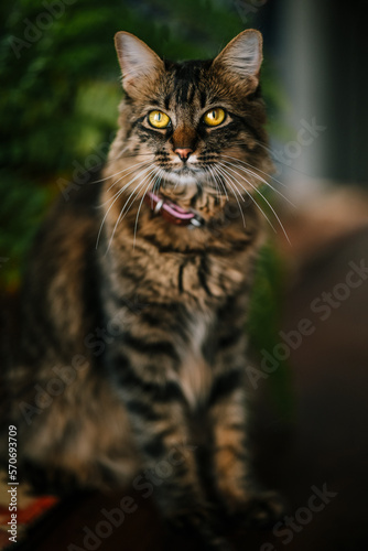portrait of a cat