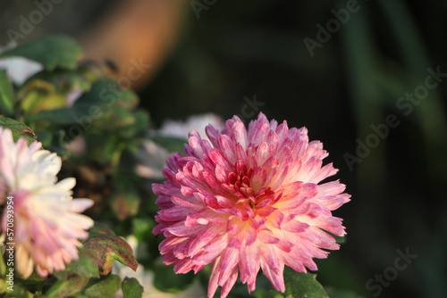 Background of beautiful pink chrysanthemum flowers